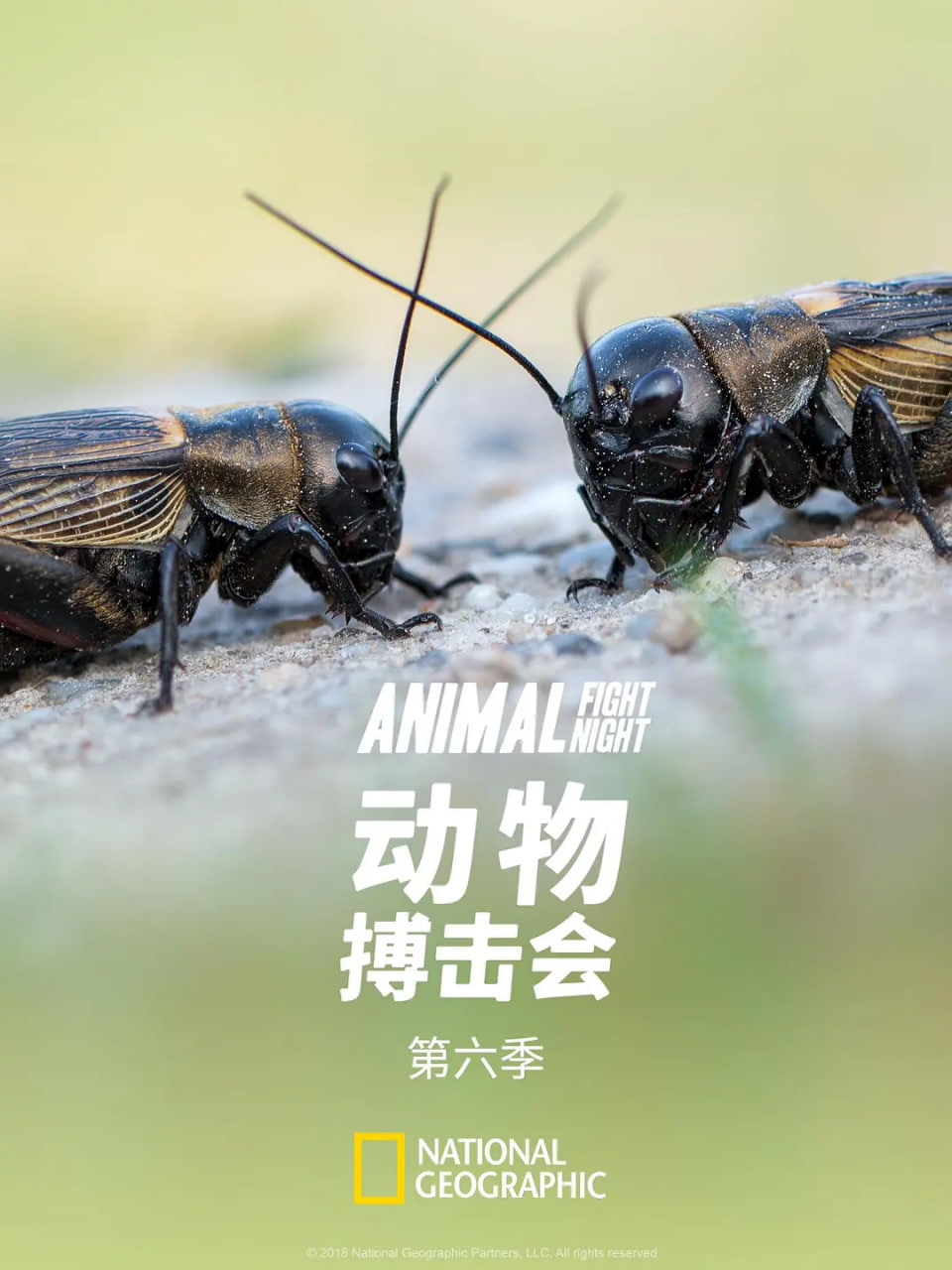 动物搏击会 第六季